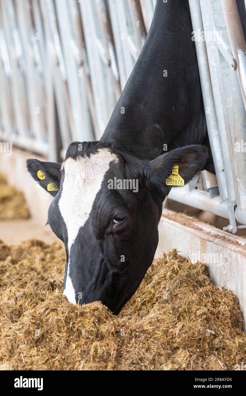 Bestiame da latte che mangia una miscela di razione di insilato da dietro le barriere di alimentazione in un capannone di bestiame. Dumfries, Scozia, Regno Unito. Foto Stock