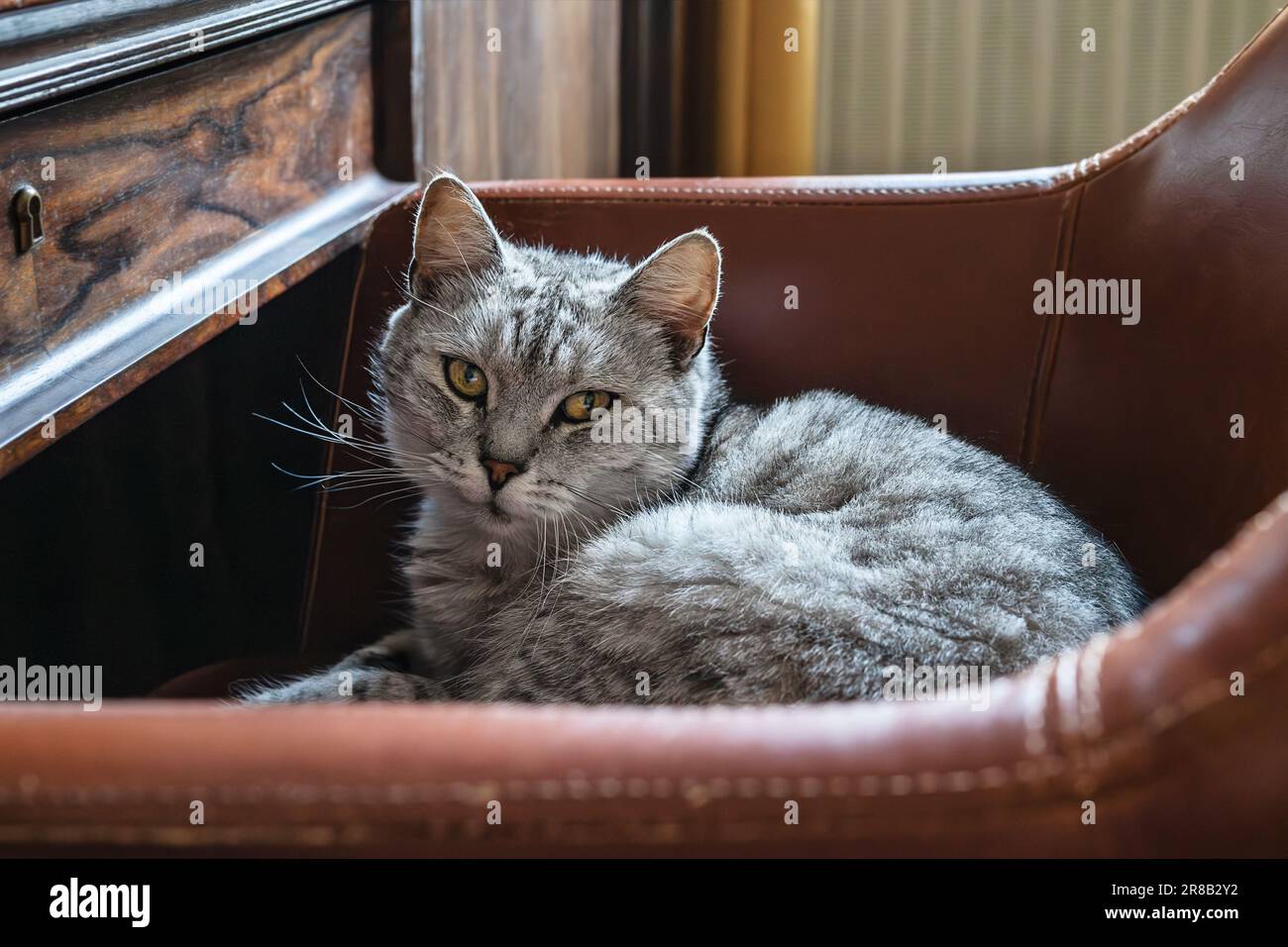 Un bel gatto domestico grigio con occhi gialli siede in una poltrona marrone primo piano Foto Stock