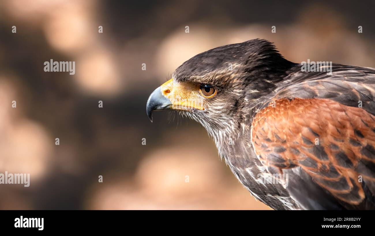 Foto ravvicinata del profilo di un falco di harris, detto falco alato di baia, e falco dusky (Parabuteo Unicinctus) con sfondo bokeh marrone, spazio di copia, nega Foto Stock
