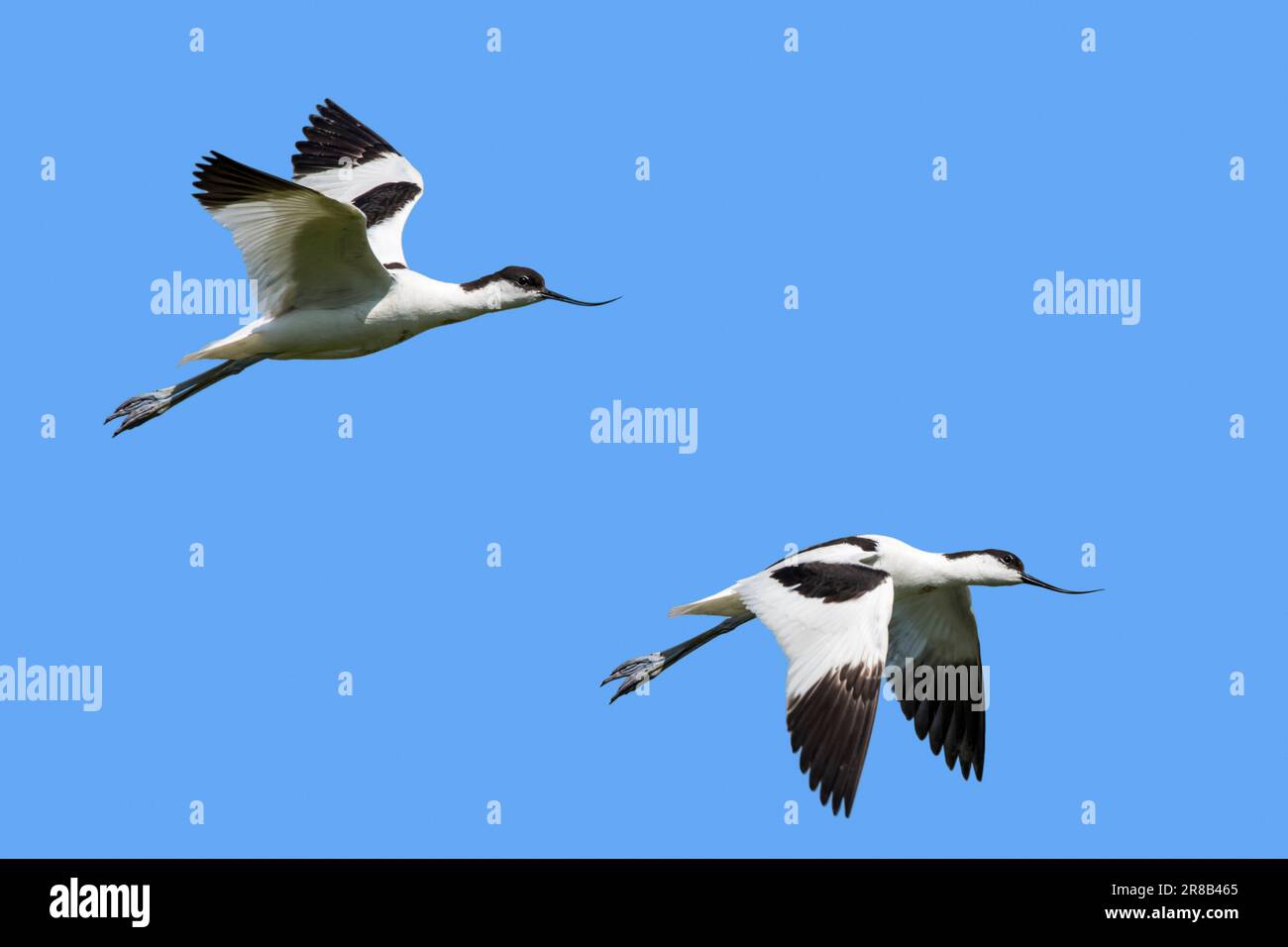 Due avoceti pied (Recurvirostra avosetta) in volo contro il cielo blu Foto Stock