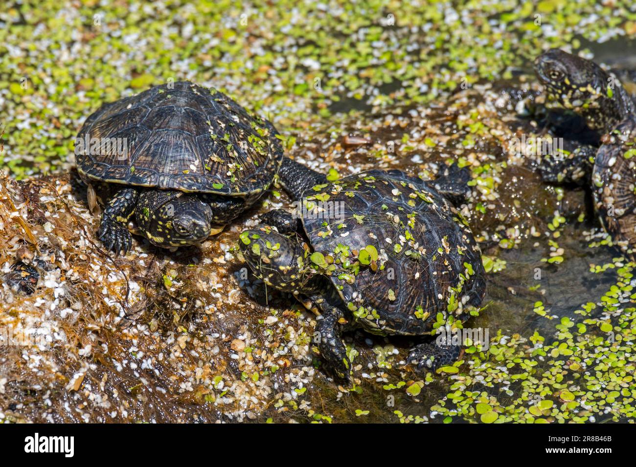 Tre tartaruga europea stagno / terrapina europeo stagno / tartaruga europea stagno (EMys orbicularis) giovani che crogiolano al sole sul tronco caduto in stagno Foto Stock