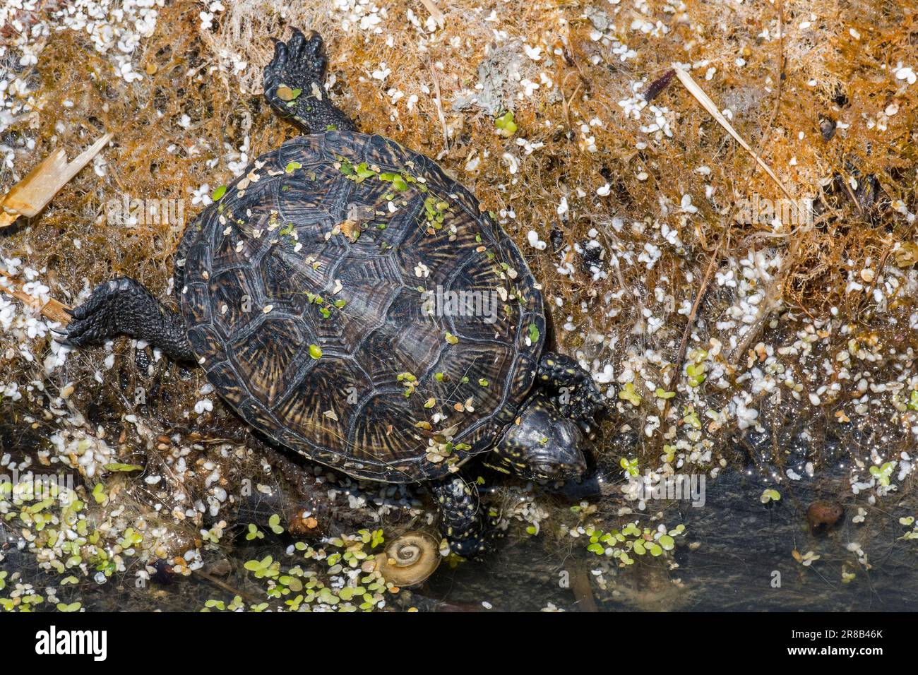 Tartaruga europea stagno / terrapina europeo stagno / tartaruga europea stagno (Emys orbicularis) giovani che entrano in acqua in stagno in primavera Foto Stock