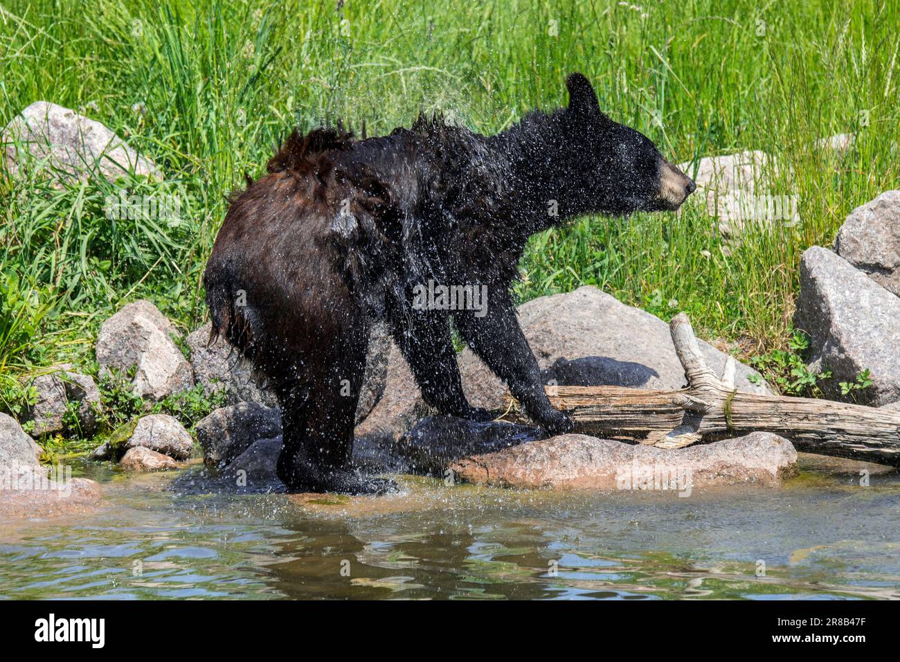 Giovane orso nero americano (Ursus americanus) in piedi sulla riva del lago scuotendo l'acqua dalla pelliccia umida per asciugarsi dopo il nuoto Foto Stock