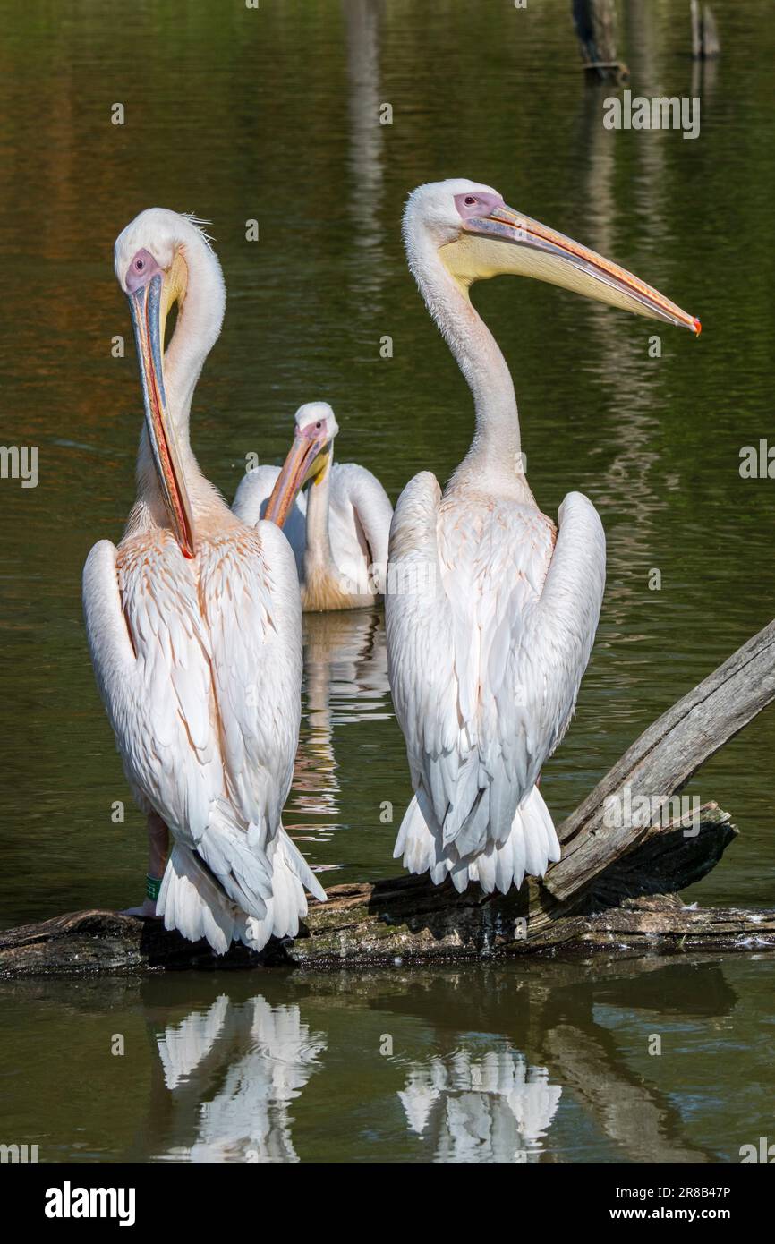 Tre grandi pellicani bianchi / pellicani bianchi orientali / pellicani rosati (Pelecanus onocrotalus) che preannunciano le piume, originarie dell'Africa e dell'Europa sudorientale Foto Stock