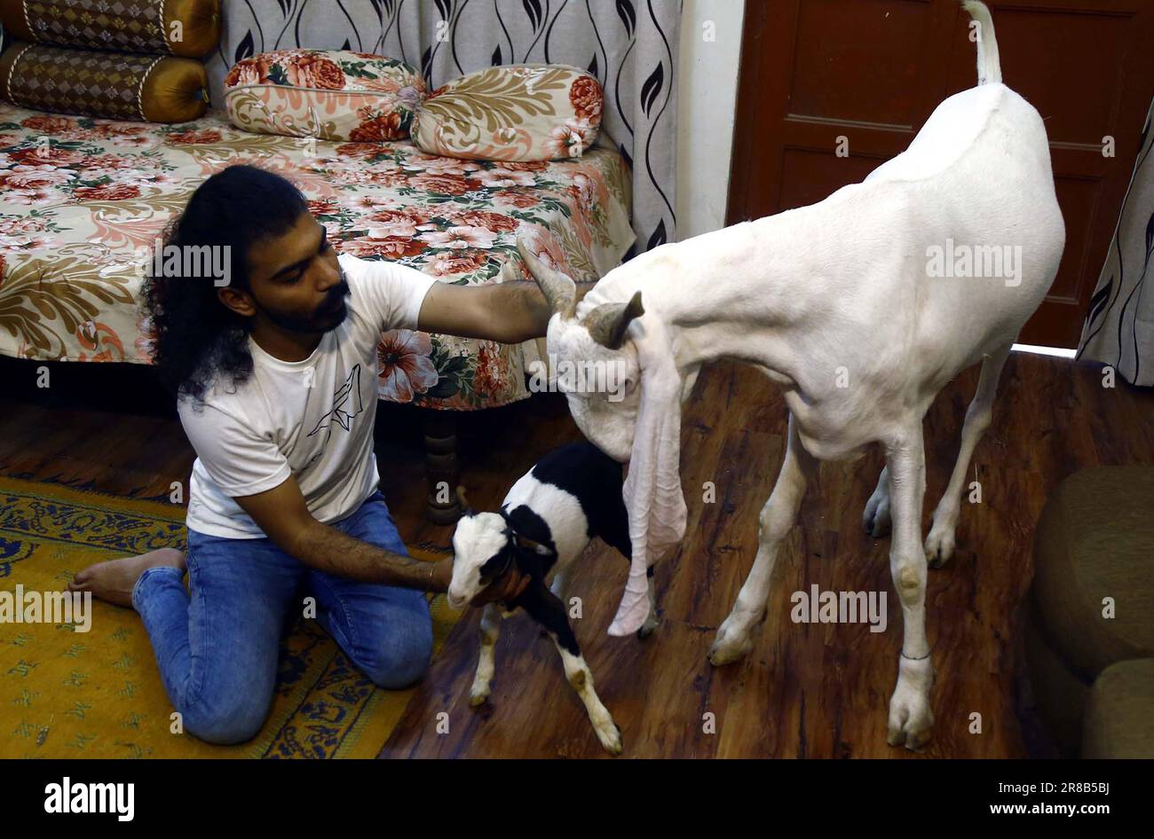 La capra di Coco, che è stato famoso con la sua altezza 16 pollici è un candidato per rompere una capra femmina perde dal Brasile attualmente, Coco è la capra maschio più corta nel mondo, a Karachi il martedì 20 giugno 2023. Foto Stock