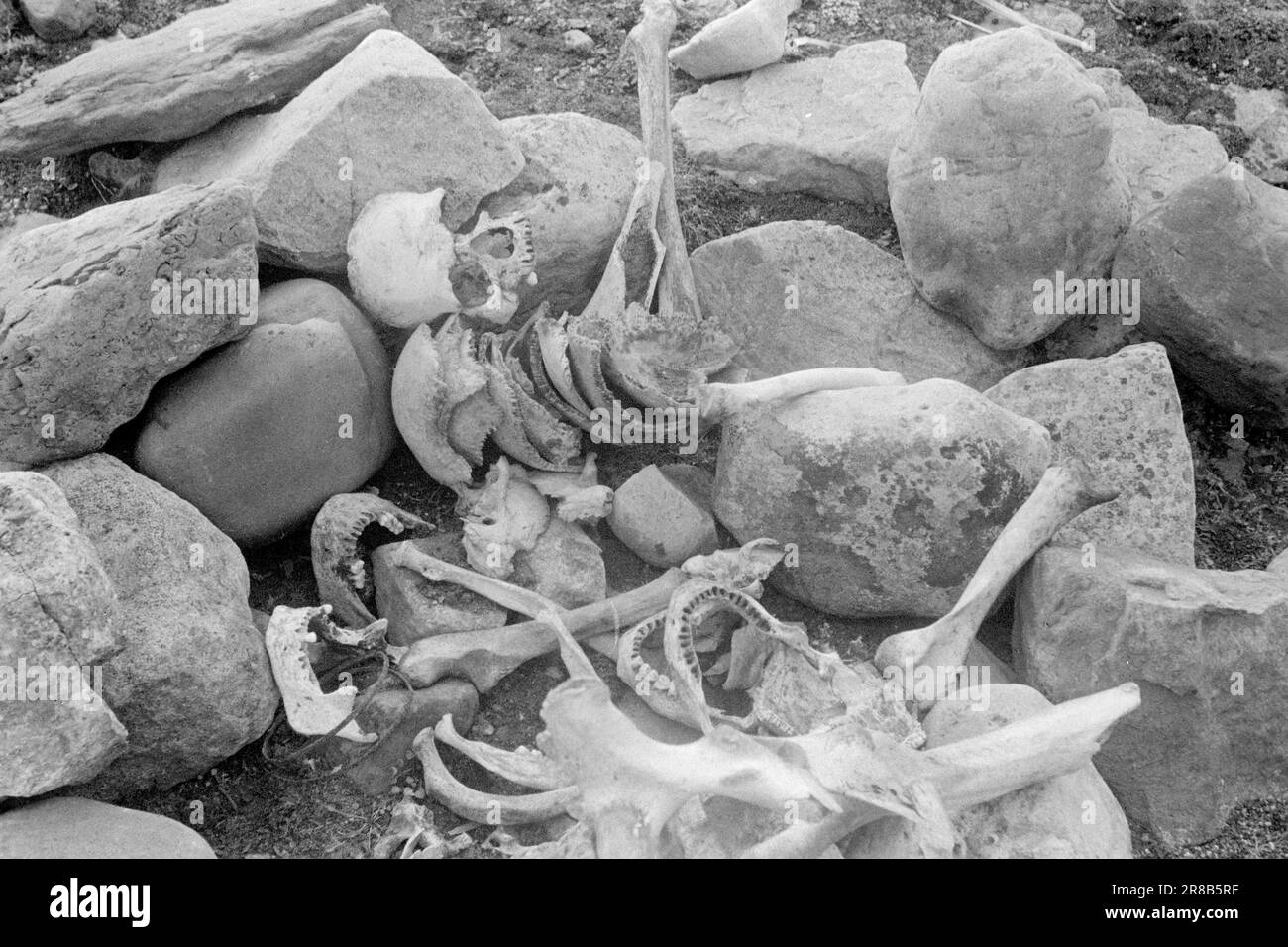 Attuale 18-1947: Avamposto norvegese di Svalbardnell'Oceano Artico attualmente in visita a Longyearbyen a Svalbard e dando ai lettori un assaggio di vita come minatore o trapper. La vita a 78° nord non è idilica. Su Akseløya, il fotografo ha trovato queste ossa animali e umane. gli scheletri umani possono provenire da persone naufragate che soccombono al freddo. Foto: TH. Skotaam / Aktuell / NTB ***FOTO NON ELABORATA*** Foto Stock