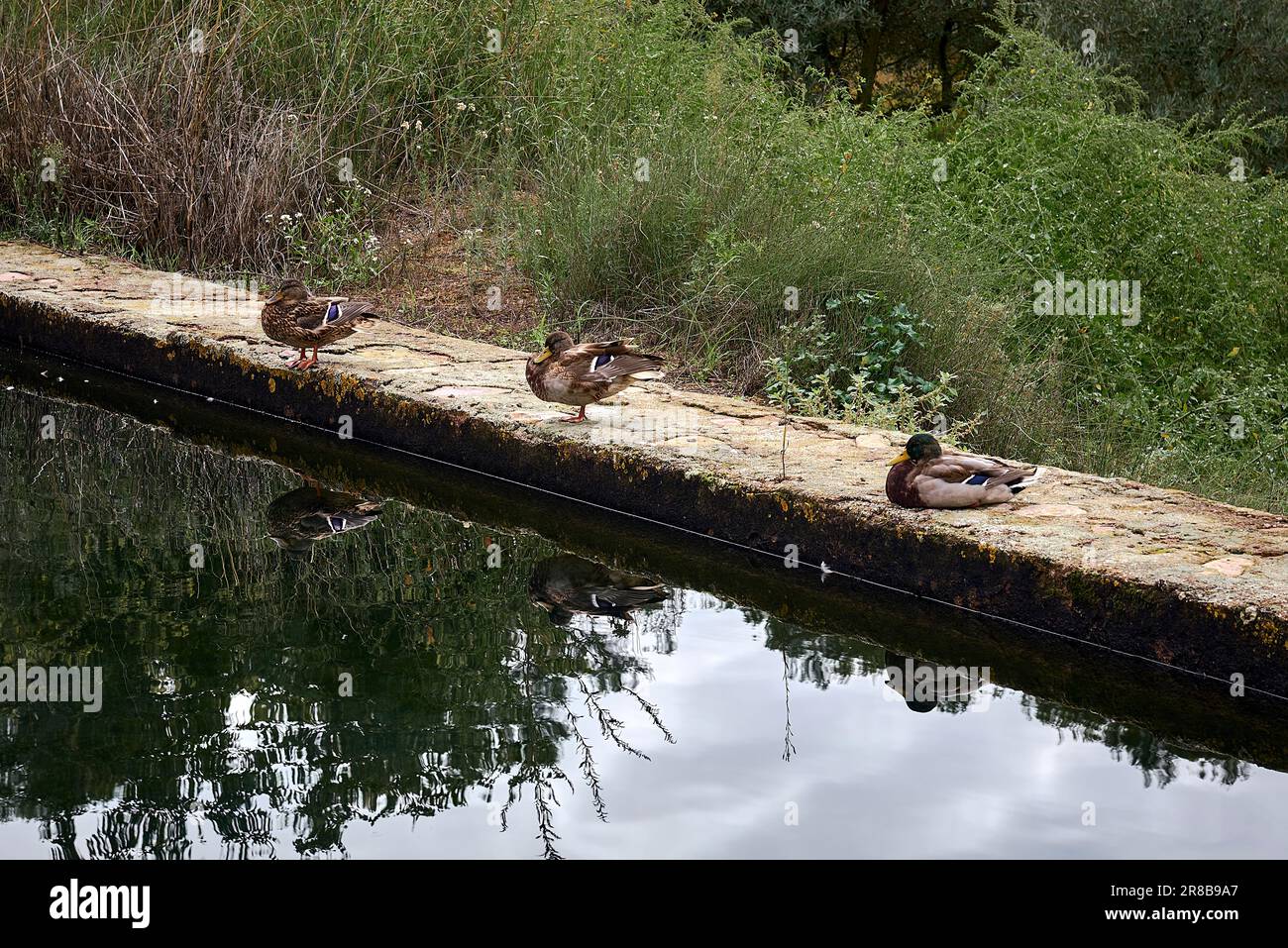 Tre anatre che poggiano su un muro di pietra. Ecologia dell'acqua, dei riflessi, dello specchio, della tranquillità Foto Stock