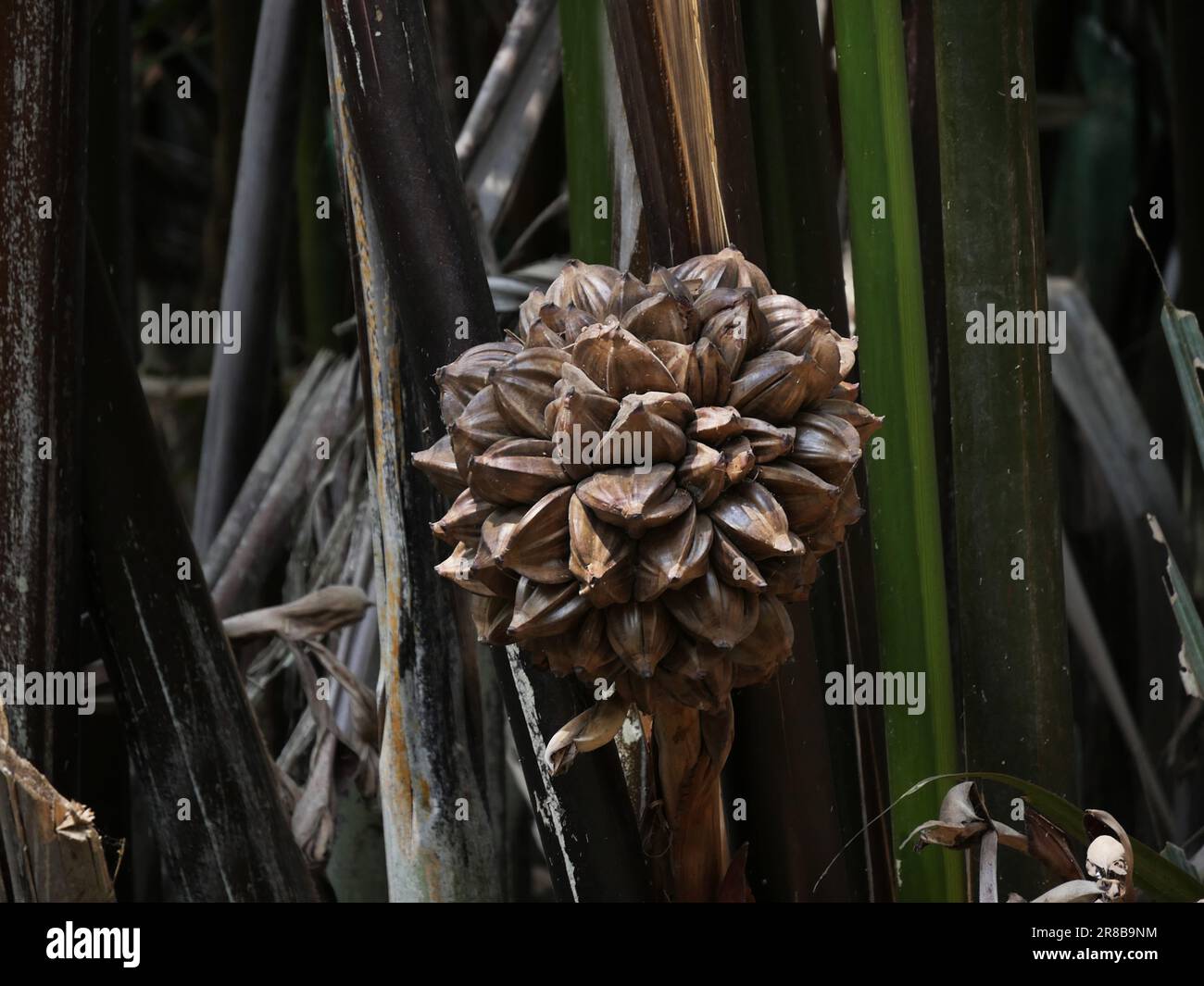 Vietnam, Delta del Mekong, frutta di Palmtree acqua Foto Stock