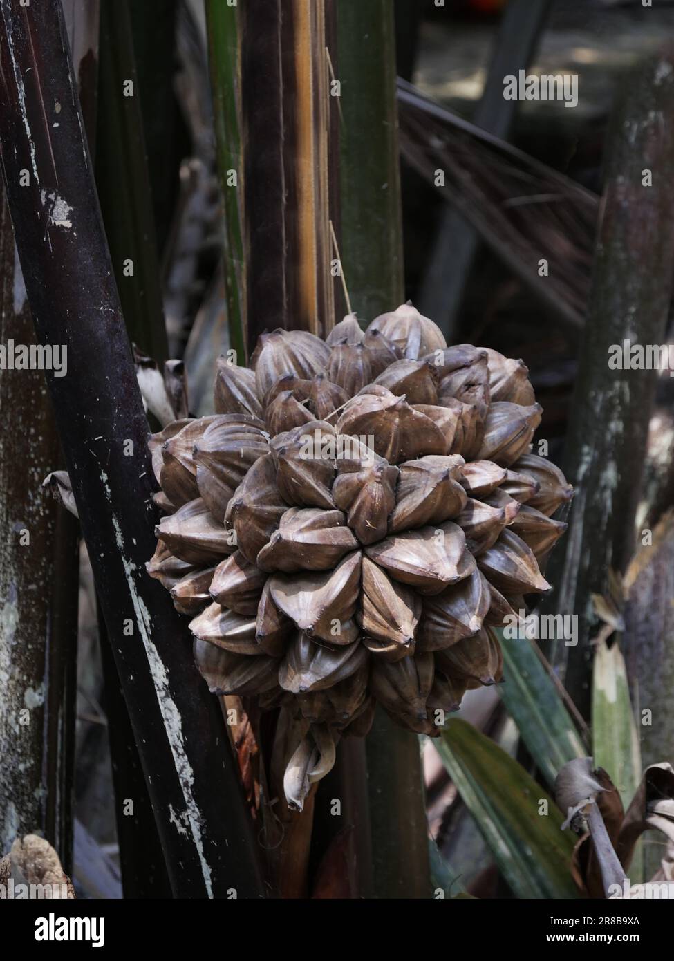 Vietnam, Delta del Mekong, frutta di Palmtree acqua Foto Stock