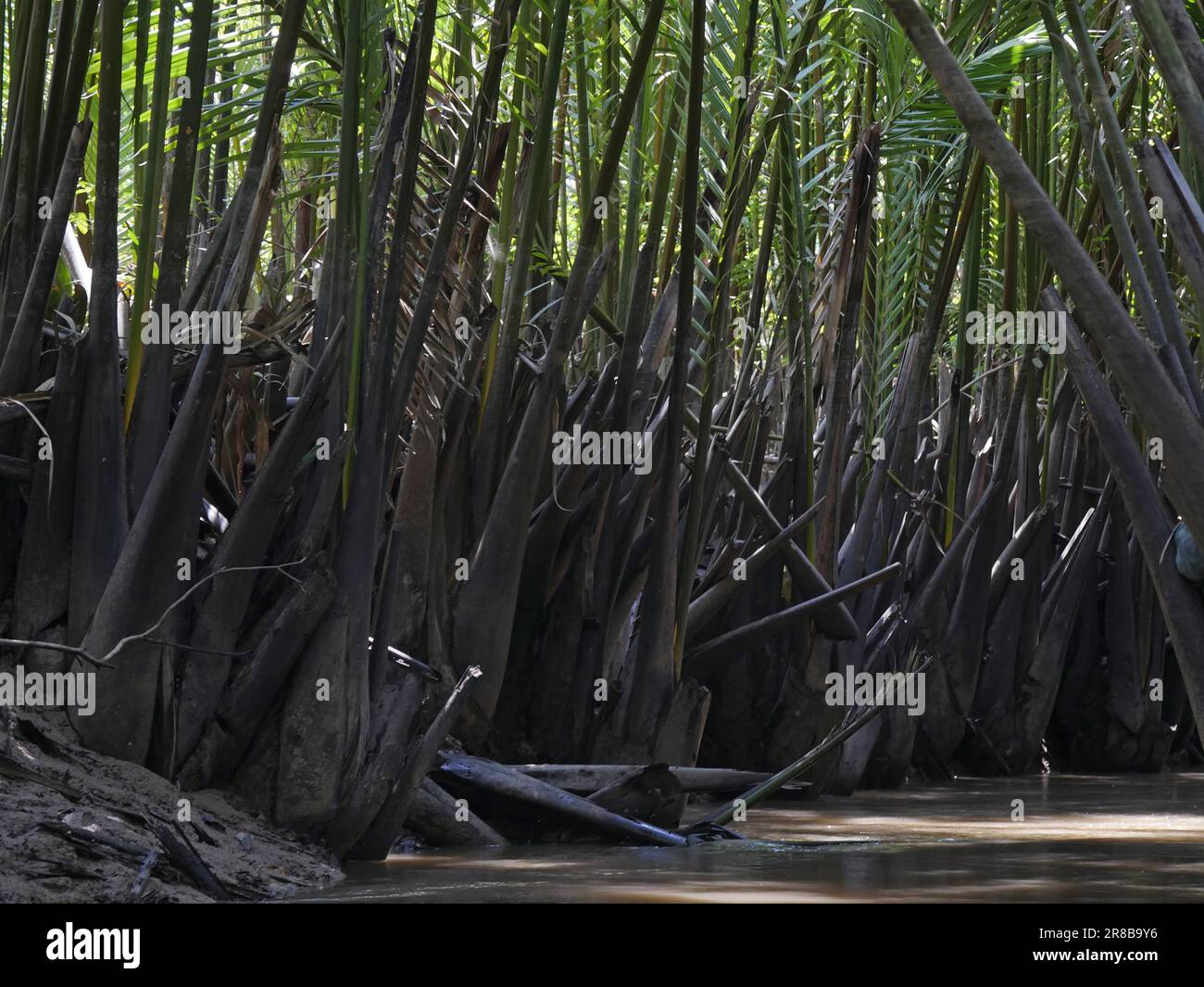 vietnam, Delta del Mekong, Paesaggio Foto Stock