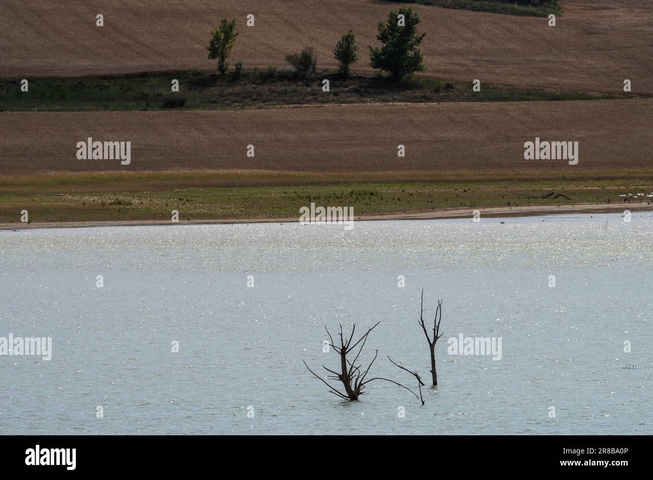Alberi morti emergono da un serbatoio di Buendia colpito dalla siccità con livelli di acqua che raggiungono solo il 22% della capacità del serbatoio. La primavera del 2023 ha brok Foto Stock