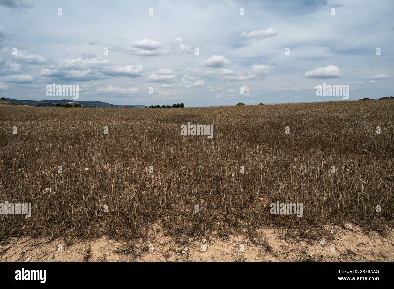 Vista di un campo di grano secco durante una giornata con temperature elevate. La primavera del 2023 ha infranto i record in Spagna ed è diventata la più calda della storia Foto Stock