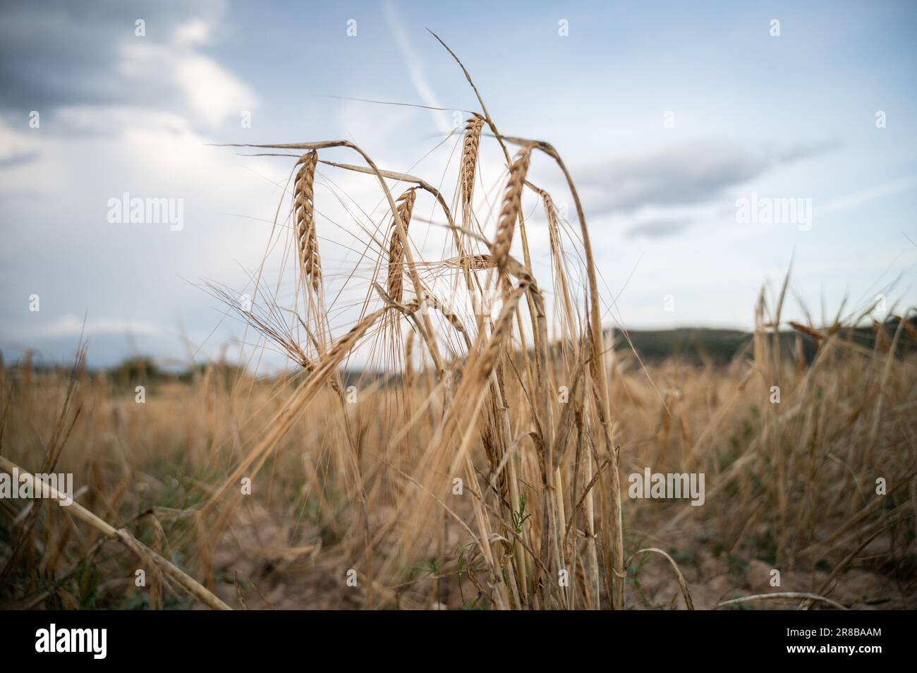 Un campo di grano secco durante un giorno con temperature elevate. La primavera del 2023 ha infranto i record in Spagna ed è diventata la più calda del ser storico Foto Stock