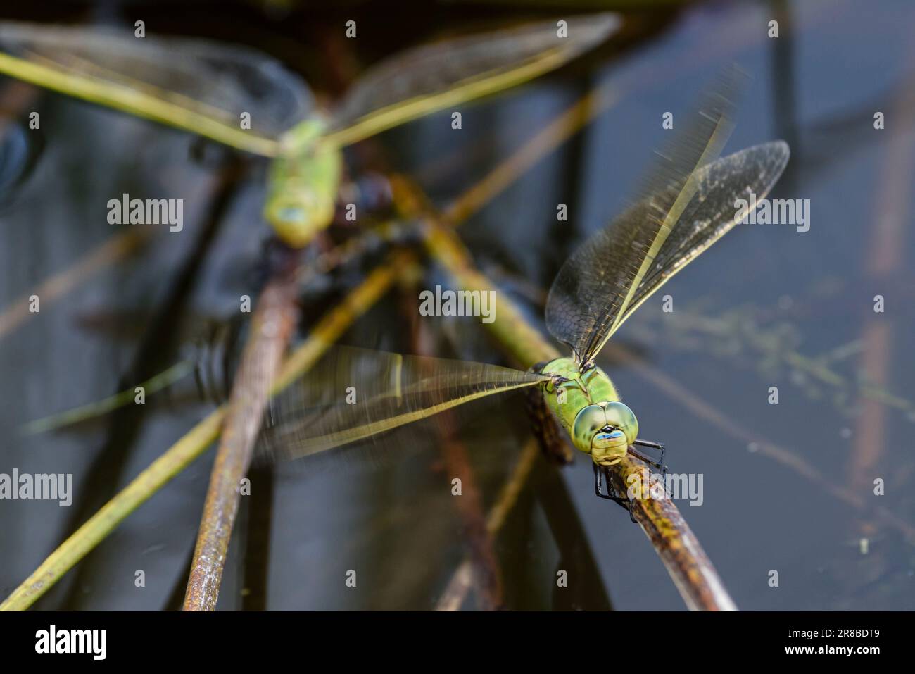 Un primo piano di libellule Blue Emperor femminili nel mezzo della deposizione delle uova su una pianta nei livelli del Somerset Foto Stock