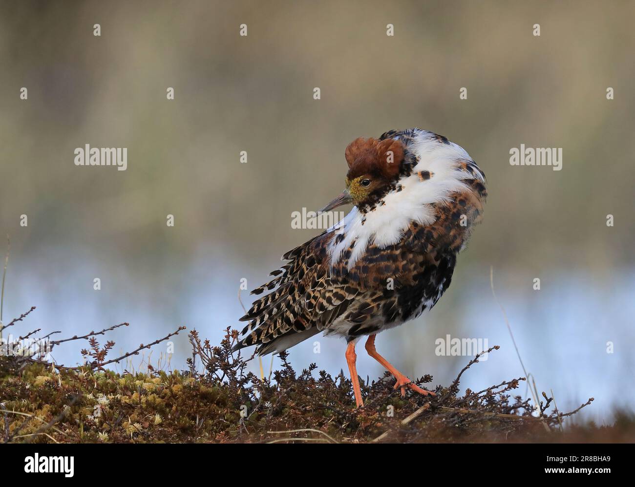 Uccello di Ruff in piumaggio di allevamento Foto Stock