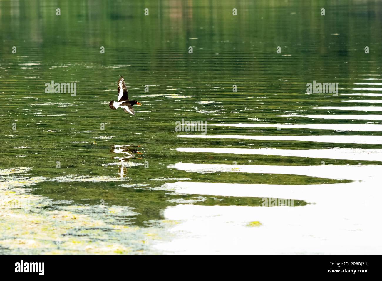 I pappataci volanti (charadrii) si riflettono nell'acqua della riserva naturale di Gaulosen, Norvegia Foto Stock