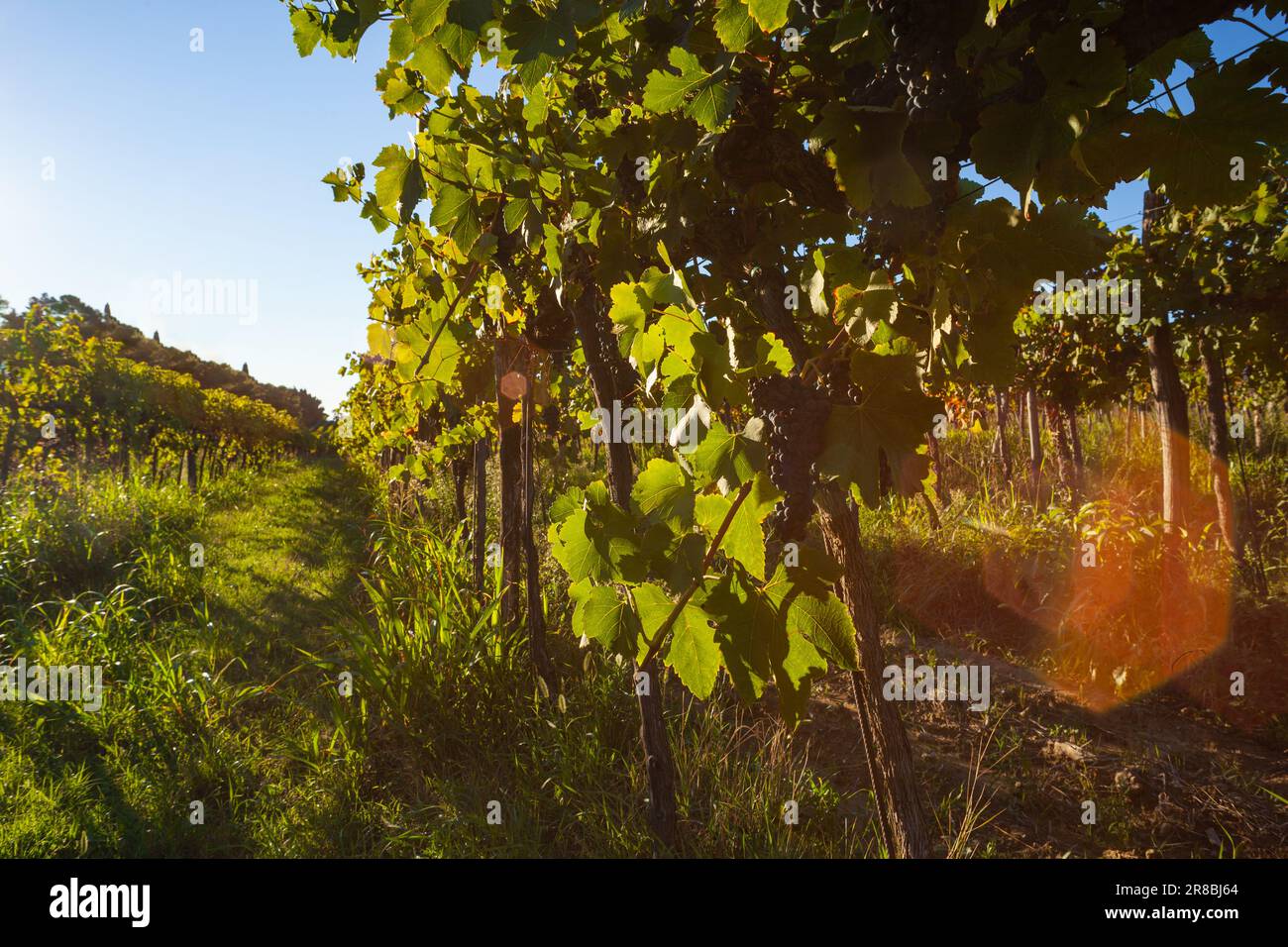 Uve rosse sui vigneti, campagna slovena. Istria Foto Stock