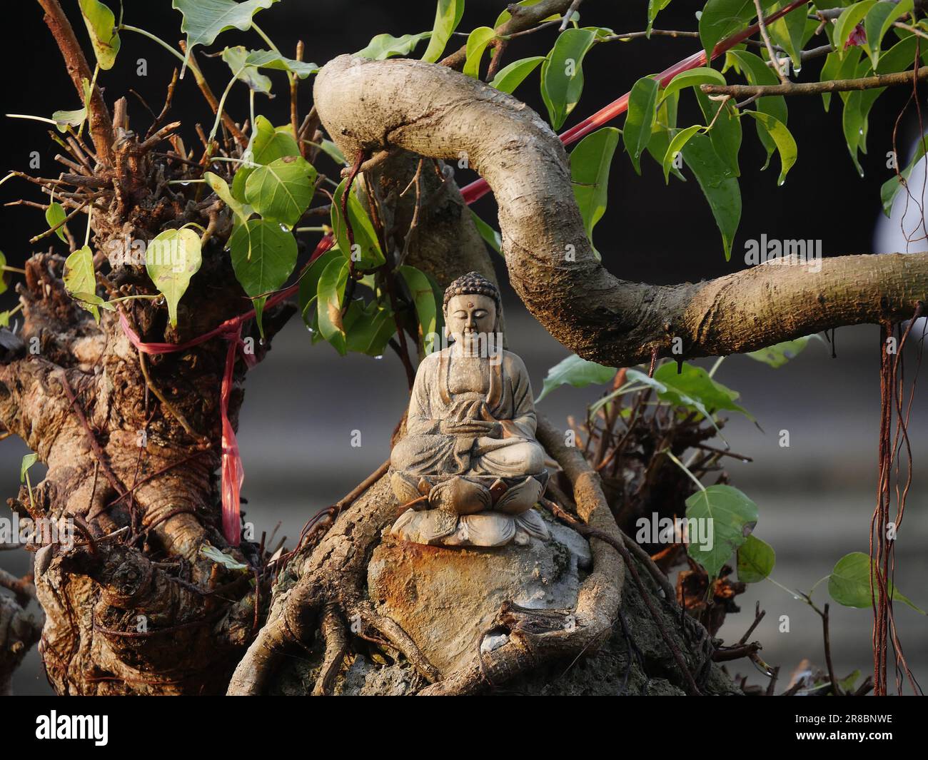 Vietnam, la provincia di Quang Nam, la città di Hoi An, la città vecchia, dichiarata Patrimonio dell'Umanità dall'UNESCO, Bonssai e statuette Foto Stock