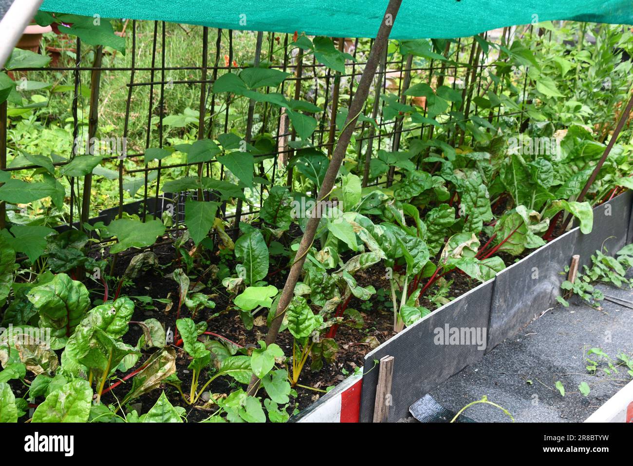 Jungle stile che pianta e tecniche crescenti che sono messe in pratica su un allotment in Somerset. Questo metodo fornisce protezione per piante che includono Foto Stock