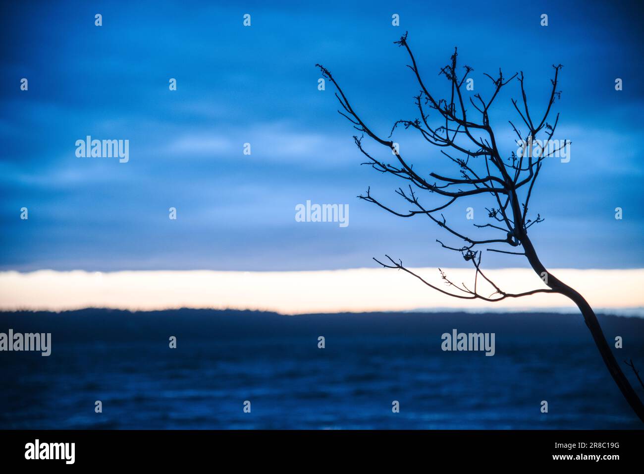 Sagoma di un ramo d'albero contro un cielo blu poco dopo il tramonto con una qualità pittorica. Foto Stock