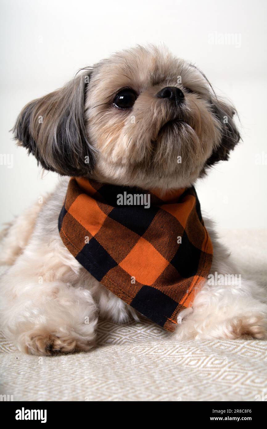 Foto del cane Shih Tzu sdraiato sul divano e guardando da vicino Foto Stock