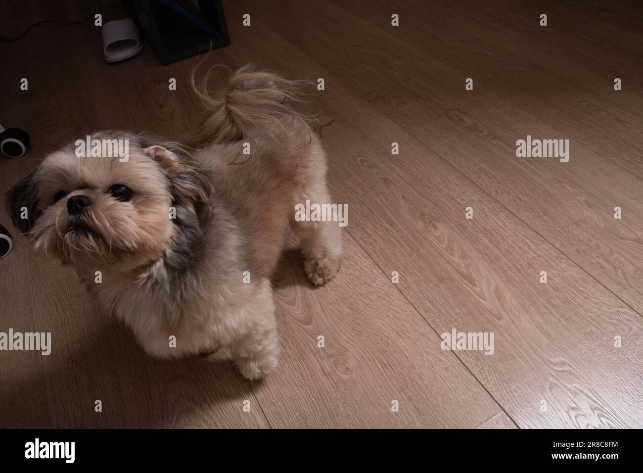 foto di una piccola razza di cane in piedi sul pavimento e guardando verso l'alto Foto Stock