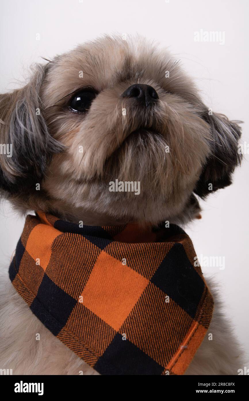 Foto il piccolo cane Shih Tzu guarda su uno sfondo chiaro Foto Stock