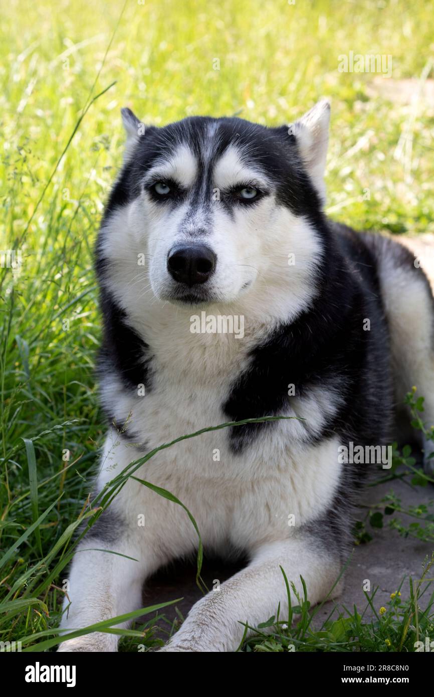 Foto Husky siberiano con occhi blu si trova e guarda la telecamera Foto Stock