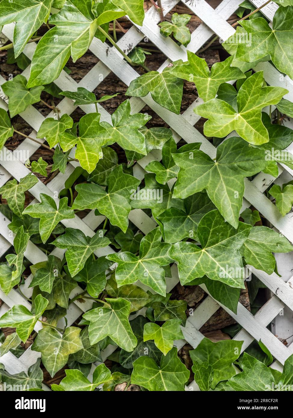Pergolato bianco coperto di lussureggiante pianta di edera Foto Stock