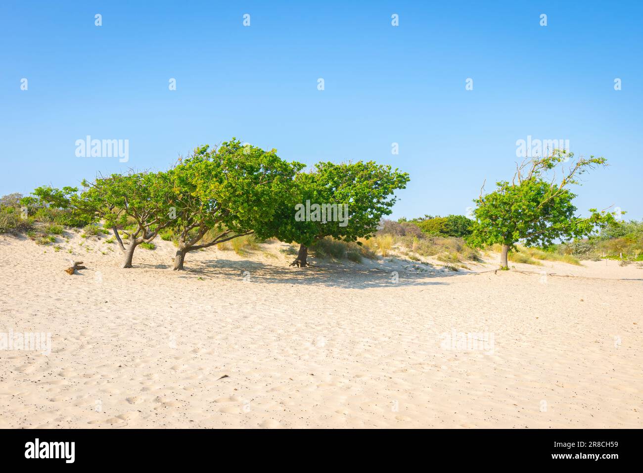 Gruppo di alberi nelle dune dell'Olanda Foto Stock
