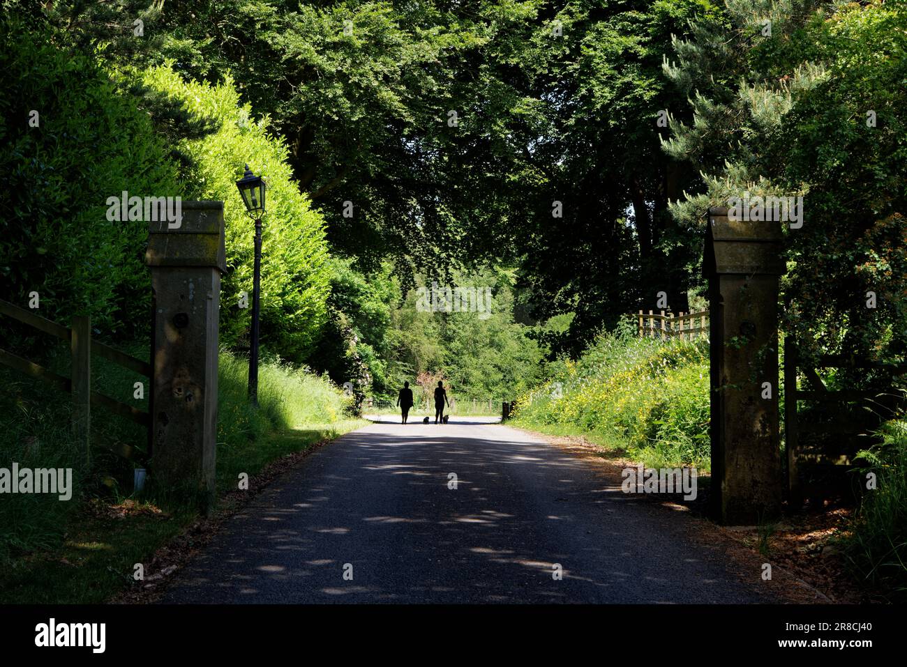 Due persone (donne) cani da passeggio lungo una strada estiva, Bury, Greater Manchester. Foto Stock
