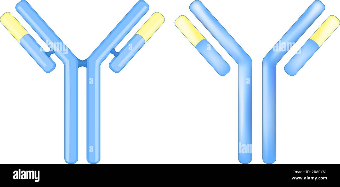 Molecola di anticorpo. Segni o icone di un'immunoglobulina. Concetto IgE isolato su sfondo bianco. Struttura dell'anticorpo. Risposta immunitaria adattativa. Illustrazione Vettoriale
