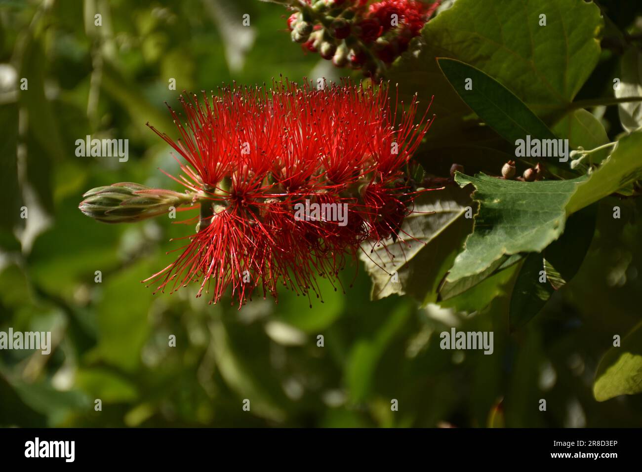 Fiori di pennello rosso su arbusto di callistemon, Callistemon citrinus, Foto Stock