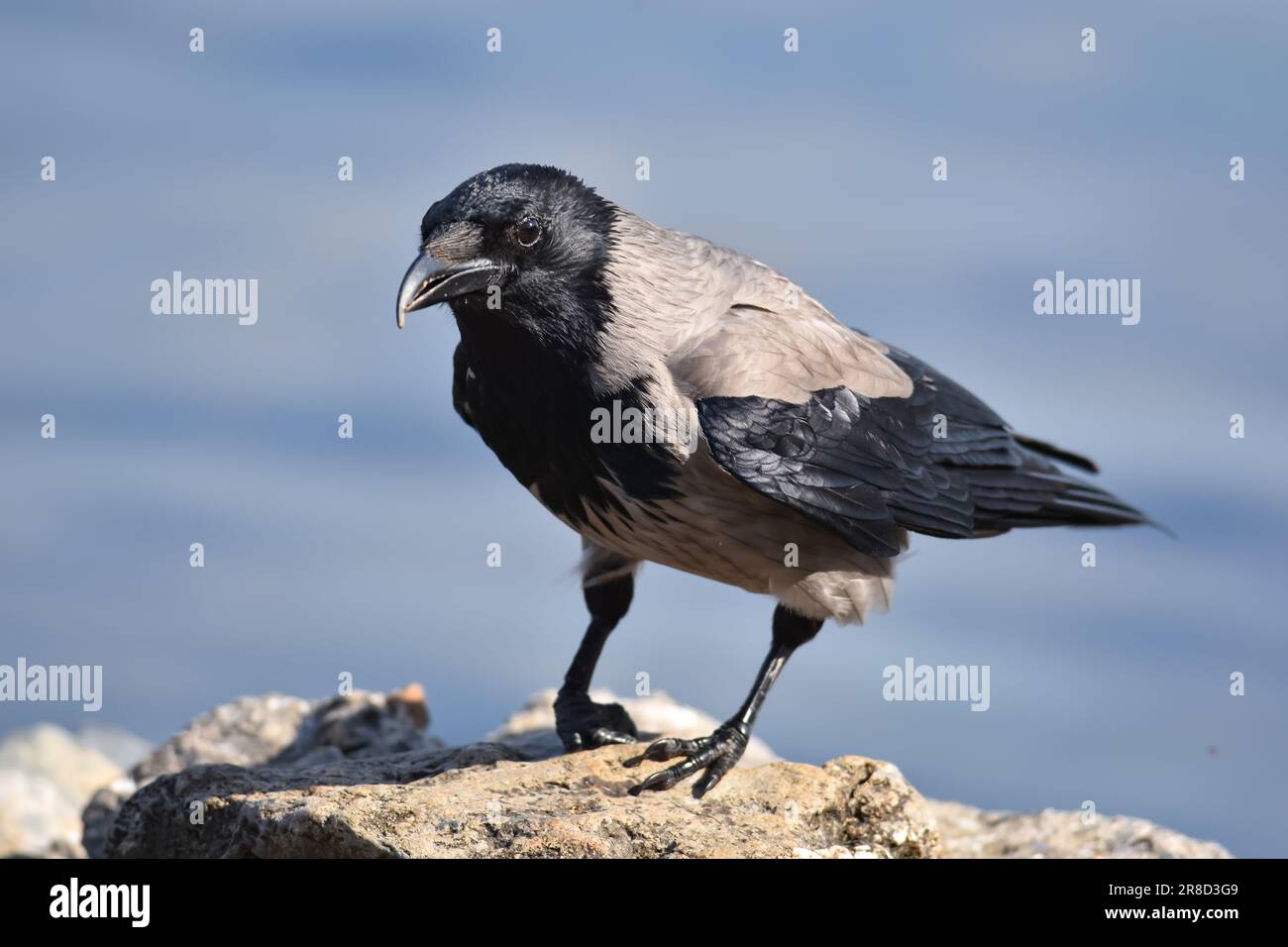 Corvo nero sulla roccia o sul terreno Foto Stock