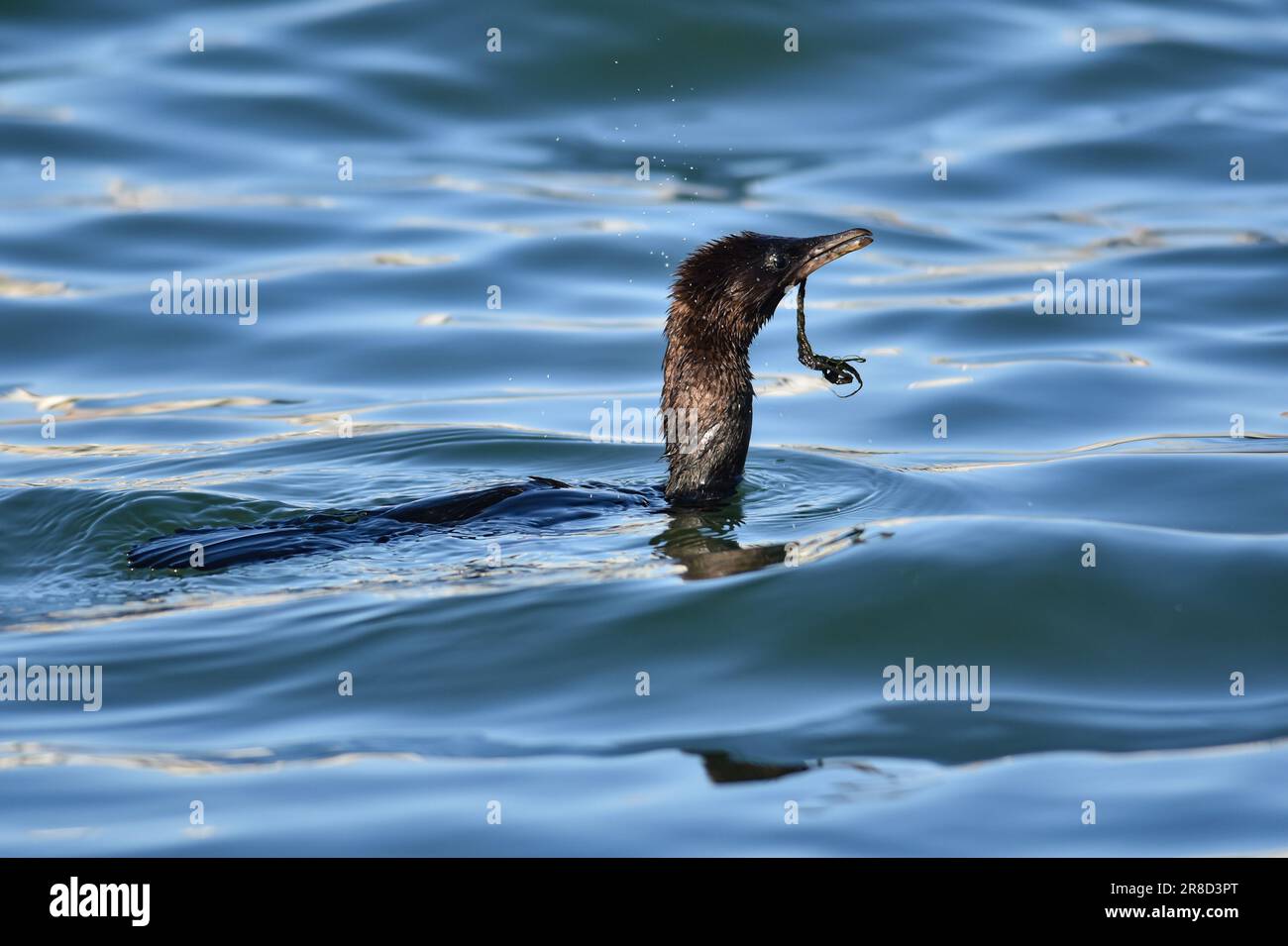 A che fare con lo scarico di plastica Cormorant, Phalacrocorax carbo, cerca di mangiare pezzi di plastica nel mare, scambiandoli con il pesce Foto Stock