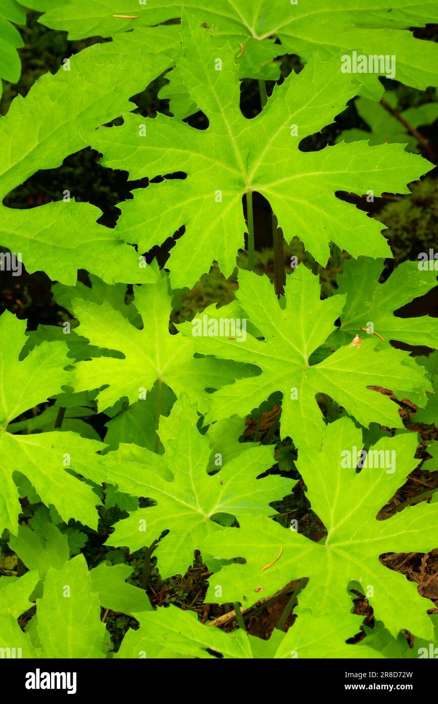 Piede di mare artico dolce (Petasites frigidus) lungo il Little Zigzag Falls Trail, Mt Hood National Forest, Oregon Foto Stock