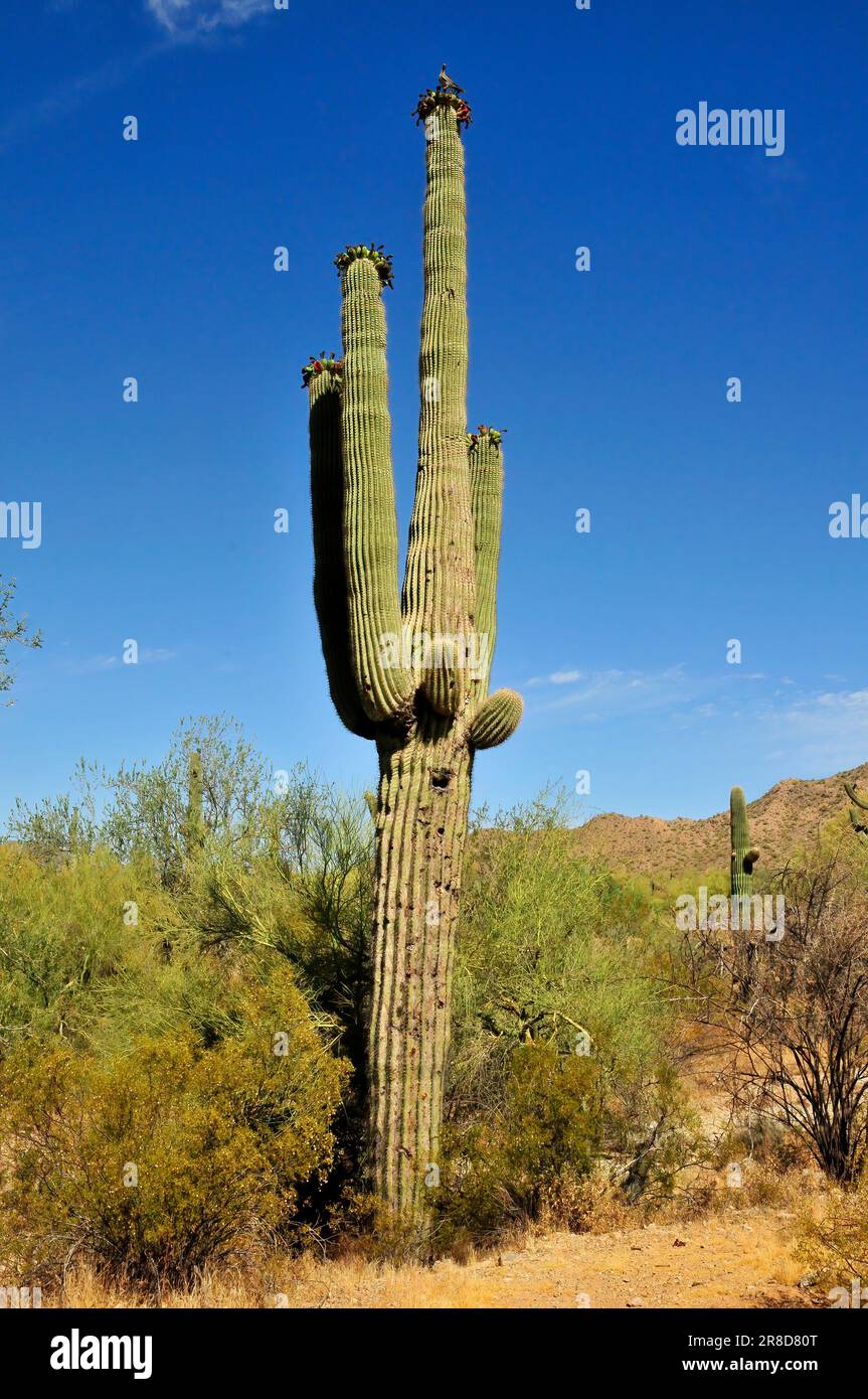 Il deserto di sonora nell'Arizona centrale USA con un vecchio saguaro e un cactus cholla Foto Stock