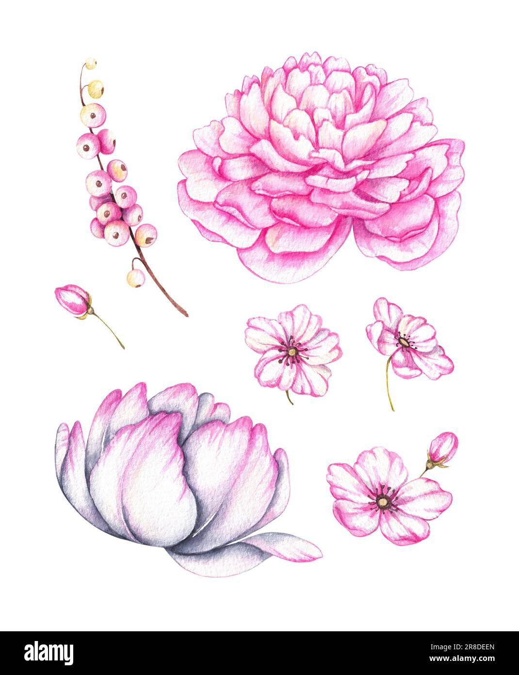 Acquerello Set di fiori rosa su sfondo bianco. Peony, fiori di melo, tulipano per la progettazione di schede di primavera, festival, inviti, banner, bu Foto Stock