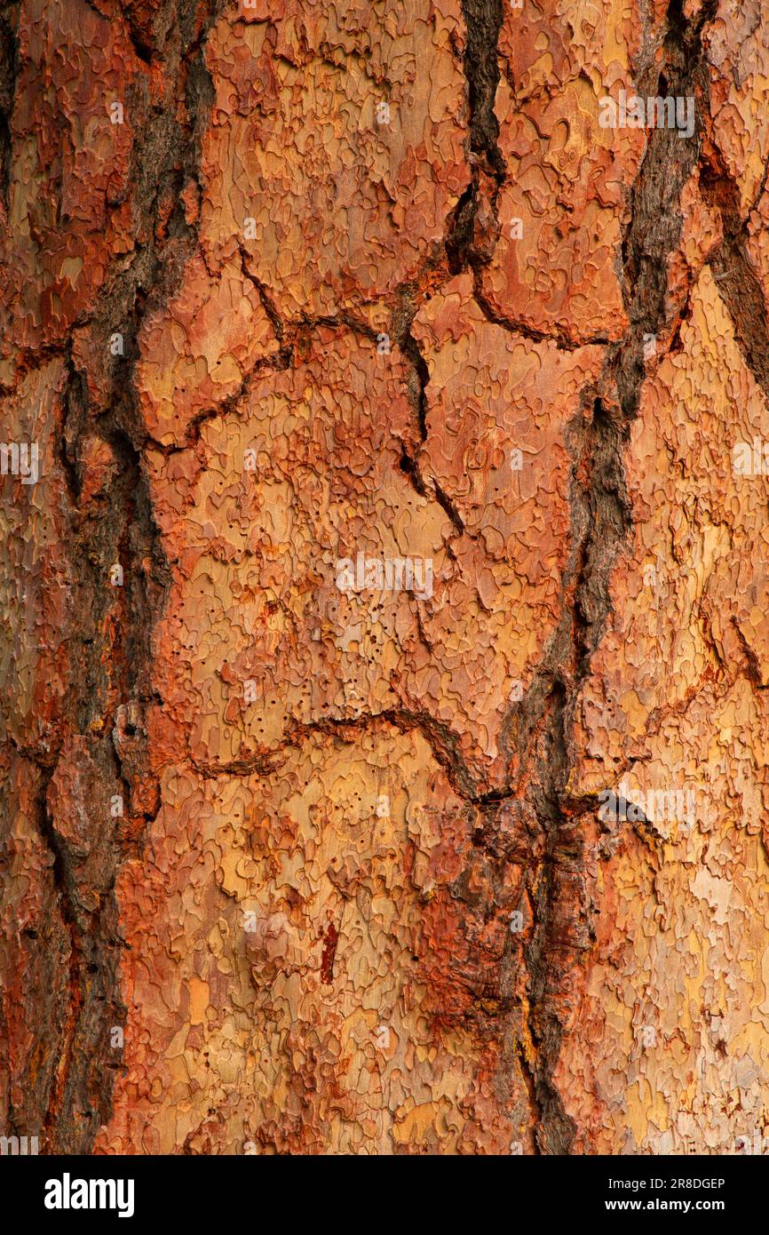 Ponderosa pine (Pinus ponderosa) abbaio, Metolius paesaggistico e selvaggio fiume Deschutes National Forest, Oregon Foto Stock