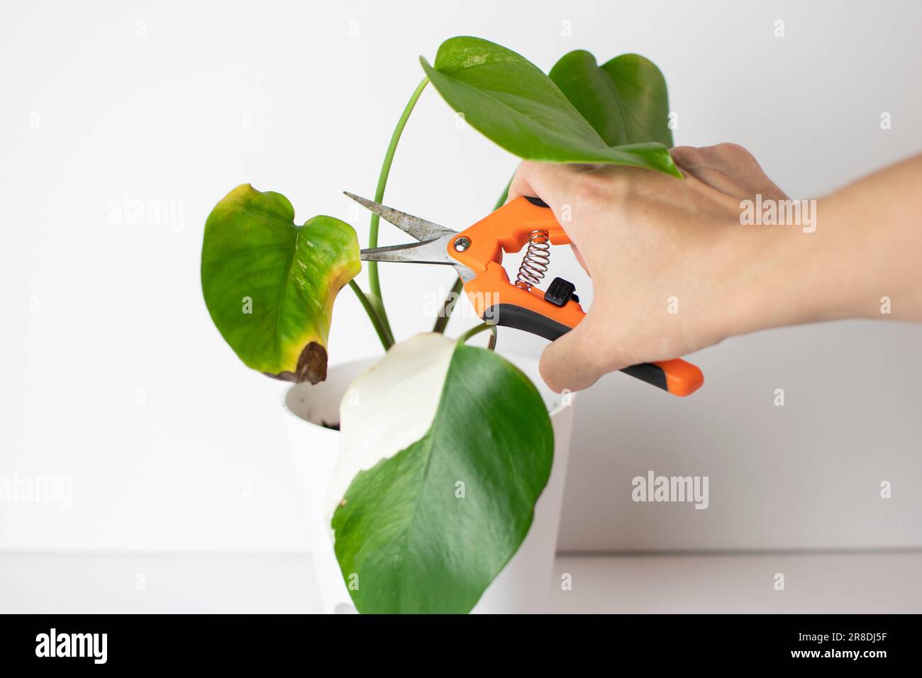 La mano taglia via la foglia malata dalla pianta della casa. Malattie della pianta. Problemi di Monstera albo. Pianta malata Foto Stock