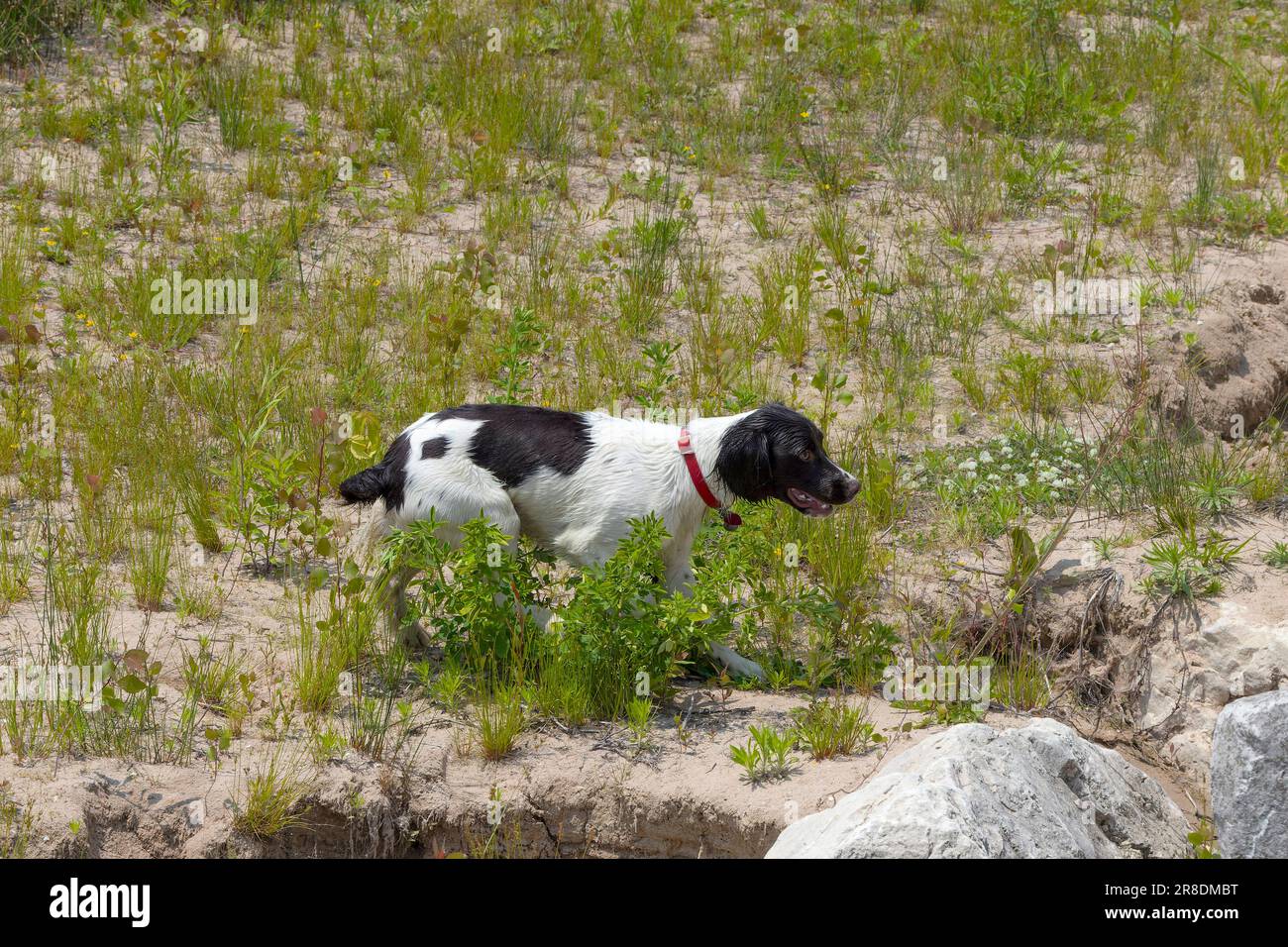 Inglese springer spaniel durante l'allenamento Foto Stock