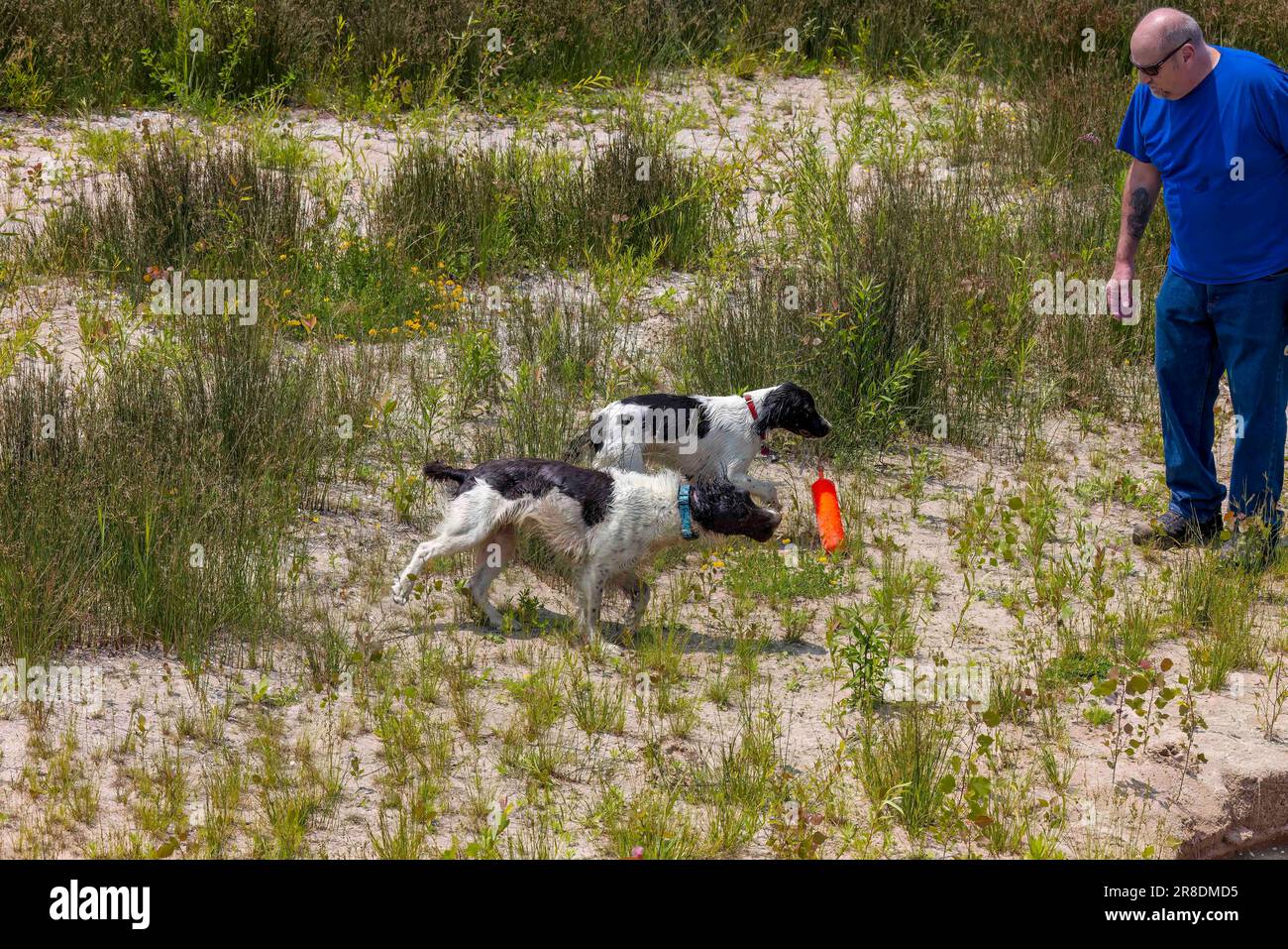 Manitowoc, WI USA 19 giugno 2023: Un uomo, un addestratore esperto e i suoi cani da caccia perfettamente addestrati - inglese springer spaniel Foto Stock