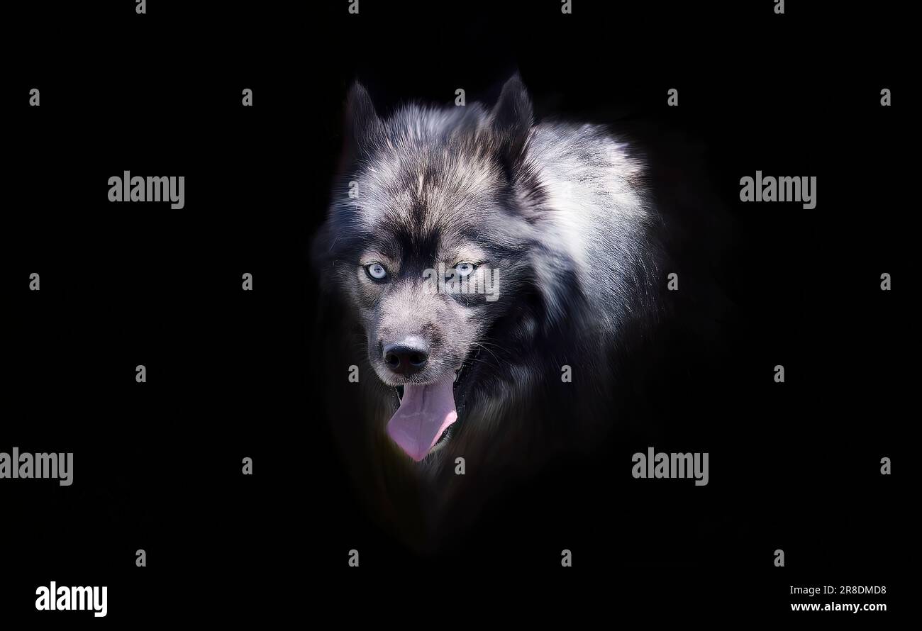 Ritratto il Keeshond era precedentemente conosciuto come Dutch Barge Dog Foto Stock