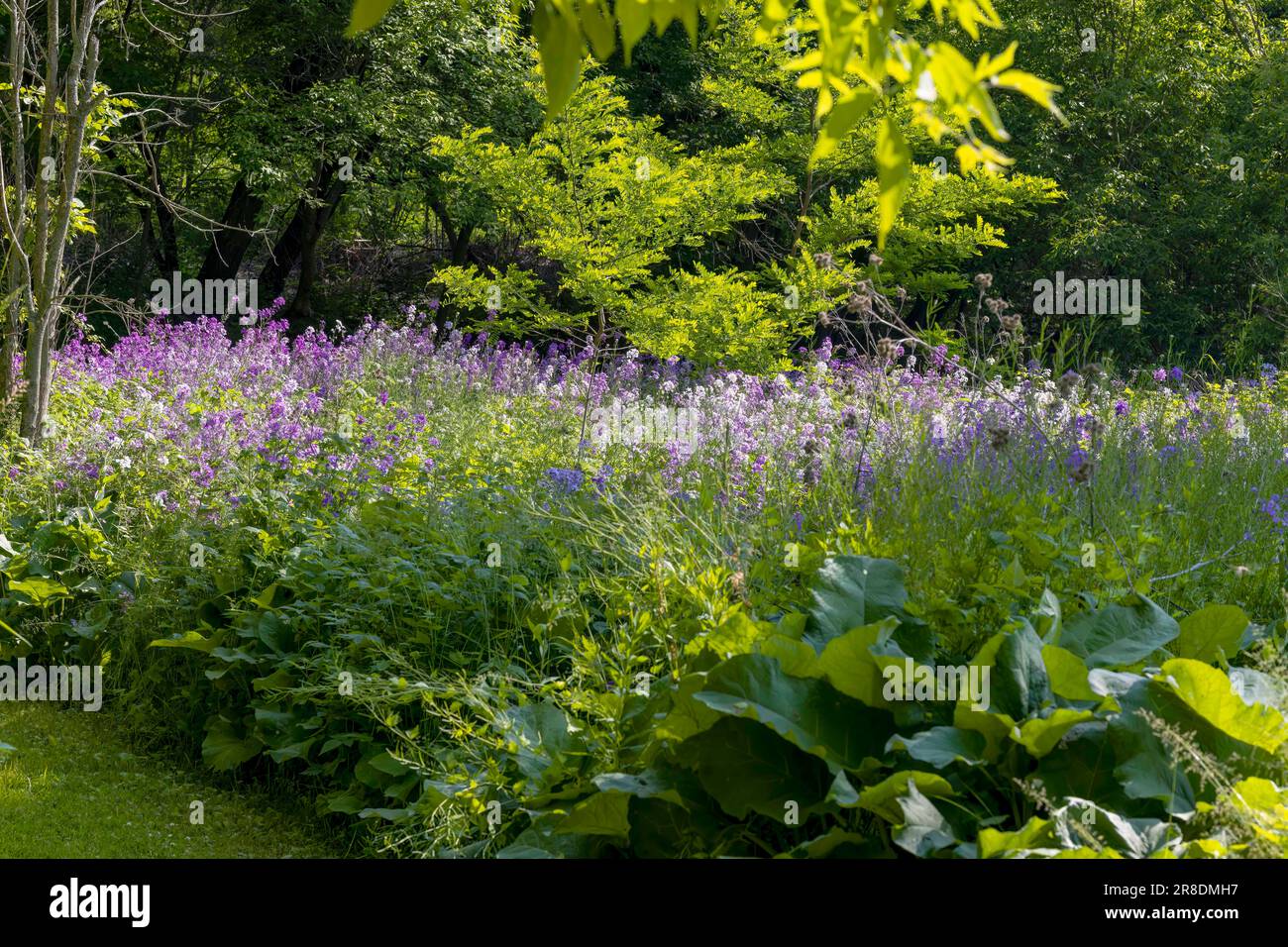 Il razzo di Dame (Hesperis matronalis) è conosciuto come damasca-violetta, dames-wort, gilliflower di dame, gilliflower profumato di notte, gilliflower della regina, la g. del canaglia Foto Stock