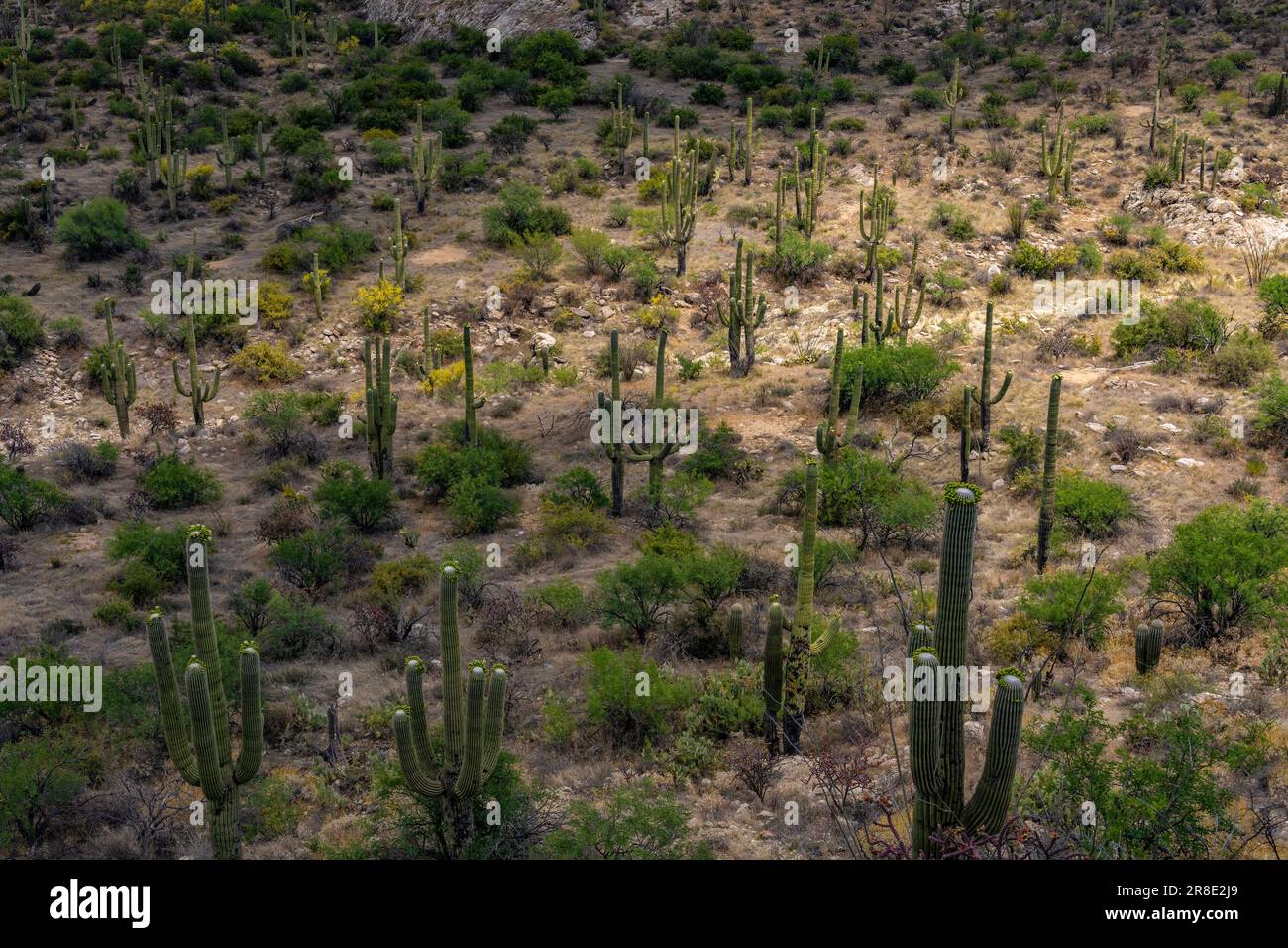 USA, Arizona, Tucson, Cacti che crescono nel paesaggio desertico Foto Stock