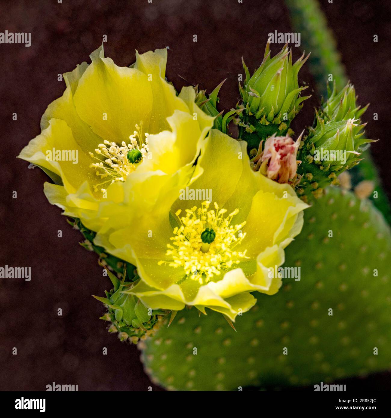 USA, Arizona, Tucson, primo piano del fiorito cactus di fichi d'India Foto Stock