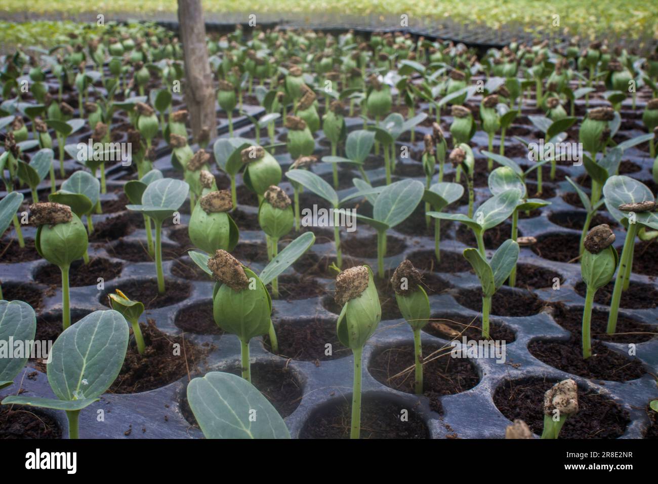 Primo piano di diversi tipi di file di piantine vegetali che crescono in una stalla a Jessore, in Bangladesh Foto Stock