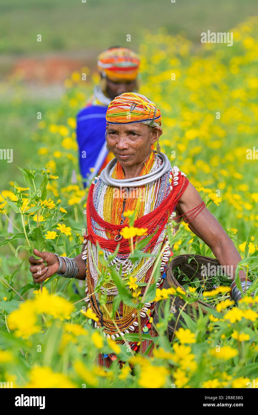 Una delle tribù countrys primitive che vivono nelle colline pittoresche nel distretto di Malkangiri, Odisha. La cultura unica, costumi emozionanti, e tipici Foto Stock