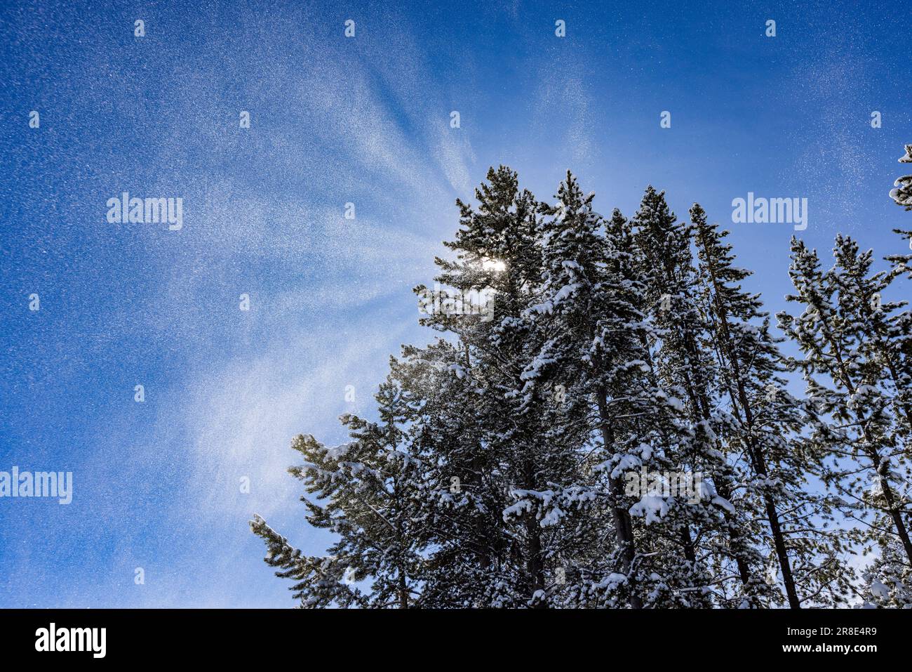 USA, Idaho, Sun Valley, sole che splende tra i pini ricoperti di neve Foto Stock