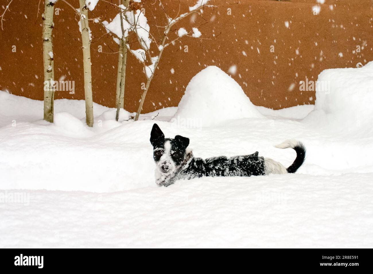Terrier che gioca nella neve alta Foto Stock